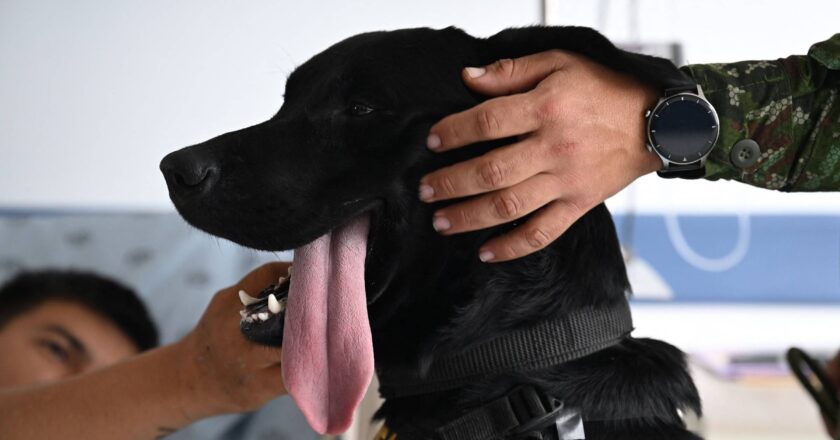 Cães terapeutas ajudam soldados feridos na Colômbia – 25/07/2025 – Equilíbrio