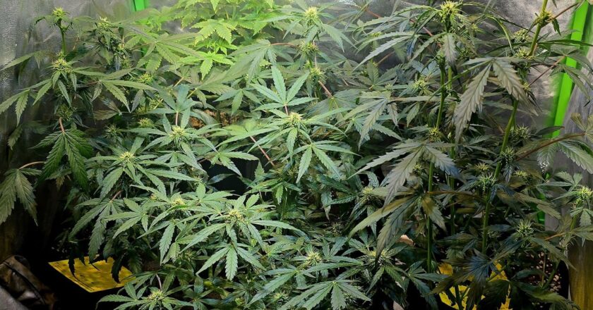 Flagrante em Sertãozinho: Polícia Militar descobre estufas de maconha em condomínio