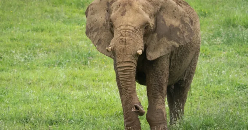 Elefante mata duas turistas idosas em safari no parque nacional da Zâmbia